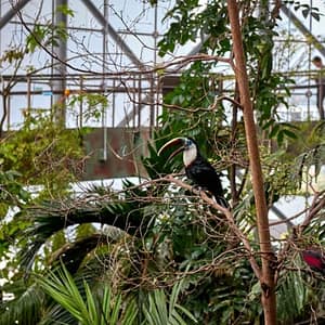 Green Planet: Dubai’s Indoor Rainforest – Skip The Line at The Green Planet, Dubai, United Arab Emirates Green Planet: Dubai's Indoor Rainforest - Skip The Line at The Green Planet