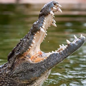 Dubai Crocodile Park – Must-see attractions Dubai Crocodile Park Must-see attractions