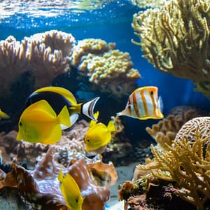 SEA LIFE London Aquarium – Entry Ticket – Top-Rated Attractions SEA LIFE London Aquarium - Entry Ticket Top-Rated Attractions