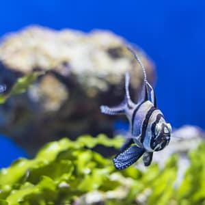 SEA LIFE Manchester Entry Ticket – Theme Parks SEA LIFE Manchester Entry Ticket Theme Parks