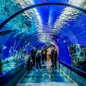Istanbul Aquarium Ticket & Shuttle – Experiences Istanbul Aquarium Ticket & Shuttle Experiences