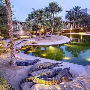 Dubai Safari Park + Dubai Crocodile Park – Combo – Must-see attractions Dubai Safari Park + Dubai Crocodile Park - Combo Must-see attractions