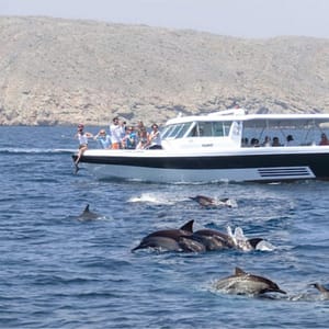 Bandar Rowdha Marina Dolphin Tour Recently Added Experiences