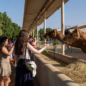 Camelicious – Camel Farm & Factory Tour with Camel Product Tasting – Must-see attractions Camelicious – Camel Farm & Factory Tour with Camel Product Tasting Must-see attractions