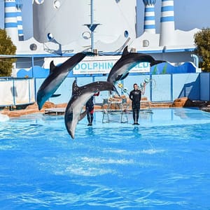Hurghada: Dolphin World Show with Walruses and Pickup Dolphin Experience