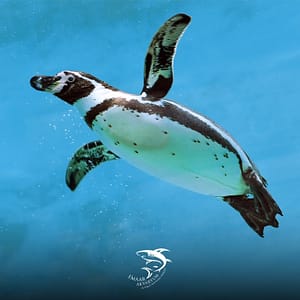 Emaar Square Aquarium World Experiences