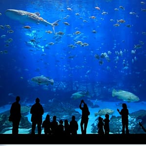 Istanbul Aquarium Ticket & Shuttle – Aqua Florya – Experiences Istanbul Aquarium Ticket & Shuttle - Aqua Florya Experiences