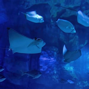 Marassi Aquarium & Underwater Zoo Tickets – Top-Rated Attractions Marassi Aquarium & Underwater Zoo Tickets Top-Rated Attractions