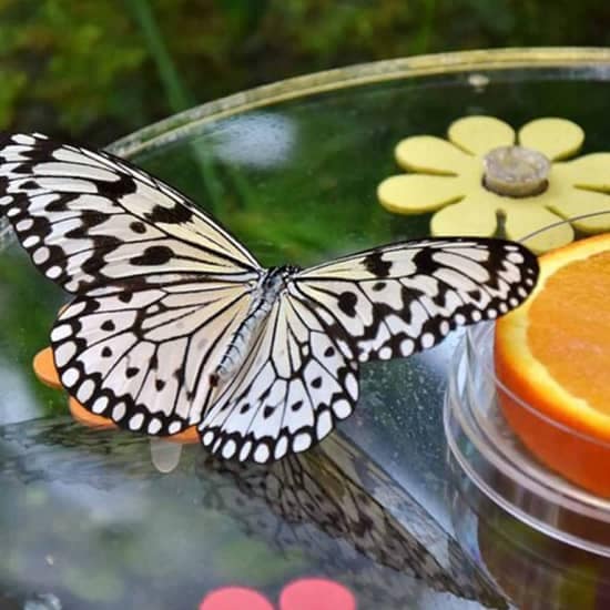 Dubai Butterfly Garden: Skip The Line at Dubai Butterfly Garden, Dubai, United Arab Emirates Dubai Butterfly Garden: Skip The Line at Dubai Butterfly Garden, Dubai, United Arab Emirates