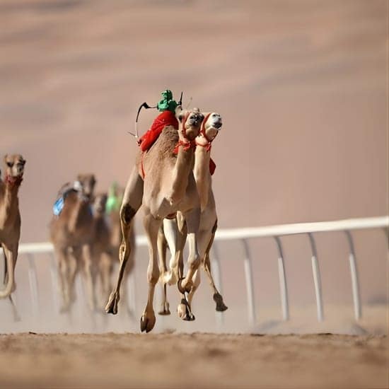 Dubai Royal Camel Race with Prime Seats & Short Camel Ride at Dubai royal Camel Racing Club, Dubai, United Arab Emirates Dubai Royal Camel Race with Prime Seats & Short Camel Ride at Dubai royal Camel Racing Club, Dubai, United Arab Emirates