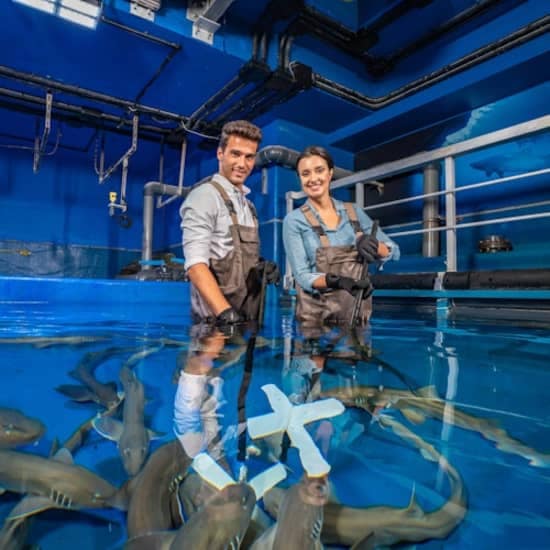 Dubai Aquarium & Underwater Zoo: Entry Ticket + Penguin Encounter at Dubai Aquarium & Underwater Zoo, Dubai, United Arab Emirates