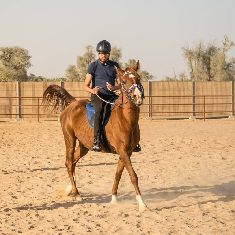 Horse Riding At Mleiha Arena – Sports Events Horse Riding At Mleiha Arena Sports Events
